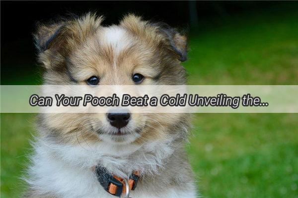 Can Your Pooch Beat a Cold Unveiling the Surprising SelfHealing Powers of Dogs